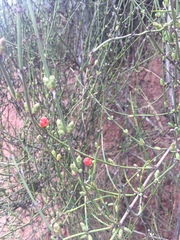 Ephedra americana