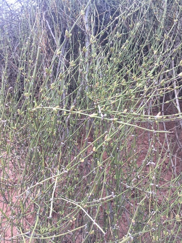 Image of Ephedra americana by no rights reserved