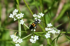 Typocerus lunulatus
