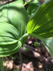 Polygonatum