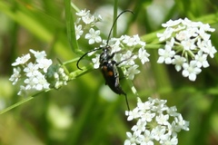 Typocerus lunulatus