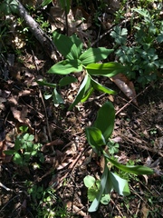Polygonatum