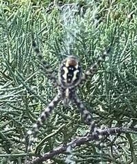 Argiope trifasciata