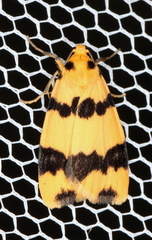 Termessa congrua