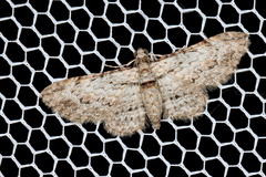 Sigilliclystis insigillata