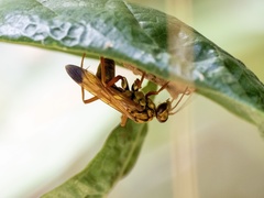 Macromerella honesta