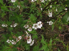 Geranium albiflorum