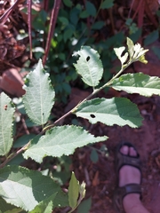Grewia flavescens