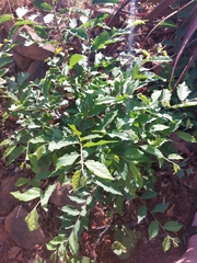 Grewia flavescens