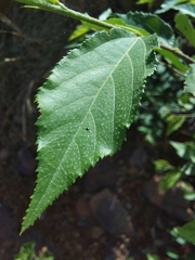 Grewia flavescens