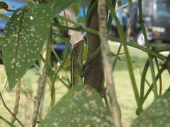 Calotes versicolor