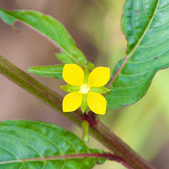 Ludwigia perennis