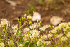 Vittadinia cuneata
