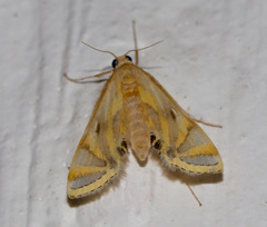 Eoophyla peribocalis