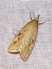 Calamotropha paludella