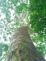 Pseudosamanea guachapele