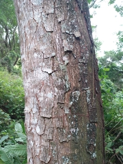 Pseudosamanea guachapele