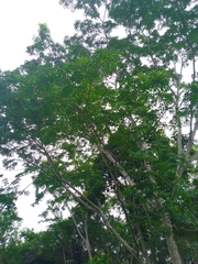 Pseudosamanea guachapele