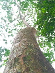 Pseudosamanea guachapele