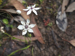Wurmbea dioica