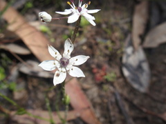 Wurmbea dioica