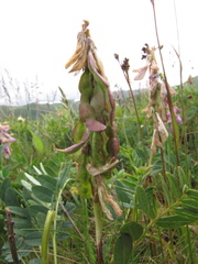 Hedysarum consanguineum
