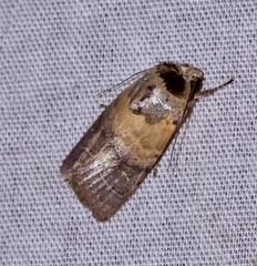 Athetis thoracica