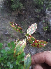 Anoplaspis metrosideri