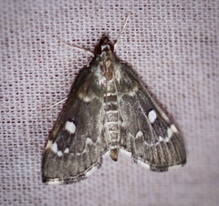 Protonoceras capitalis
