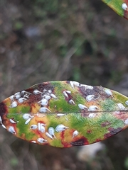 Anoplaspis metrosideri