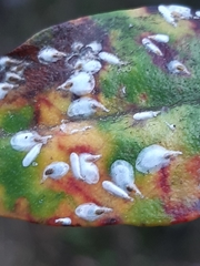 Anoplaspis metrosideri