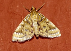 Daulia afralis
