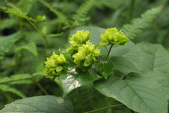 Clerodendrum canescens