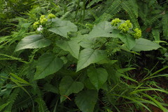 Clerodendrum canescens