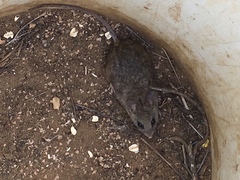 Peromyscus californicus