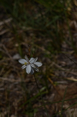 Chlorophytum fasciculatum