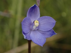 Thelymitra incurva