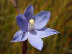 Thelymitra incurva