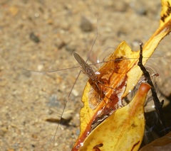 Limnometra cursitans