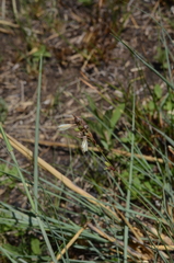 Chlorophytum fasciculatum