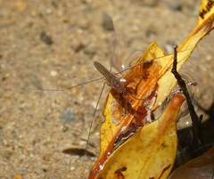 Limnometra cursitans
