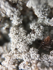 Stereocaulon dactylophyllum