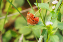 Abisara echerius