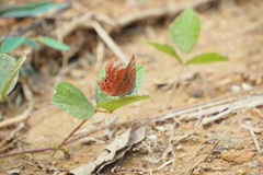 Abisara echerius