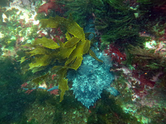 Macroctopus maorum
