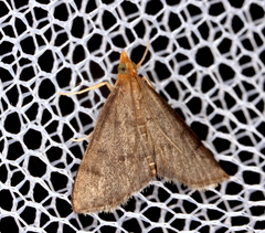 Metasia typhodes