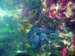 Macroctopus maorum