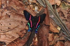 Ancyluris jurgensenii