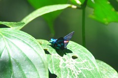 Ancyluris jurgensenii