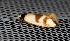 Antipterna trilicella